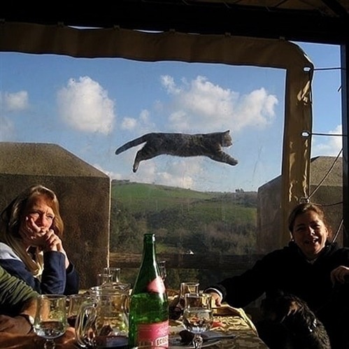 squinty-cat - Funny cats pics, gifs & videos
▶️ Titus Squinty Cat