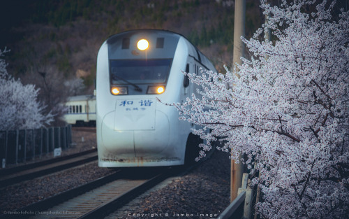 mingsonjia: “The Train Bound for Spring” -  One morning in March, the bullet train “Harmony” is on the way of blossoms near Juyong Pass, Beijing. Photography by Jambo Huang  