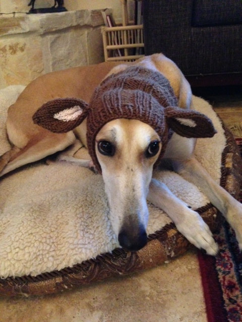 lasthenia:If you’re ever feeling sad here are some greyhounds wearing snoods