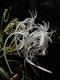 orchid-a-day:  Vanda falcata Syn.: Neofinetia