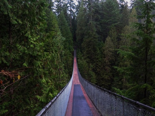 stevewilkinson:Capilano Suspension Bridge // BC, Canada