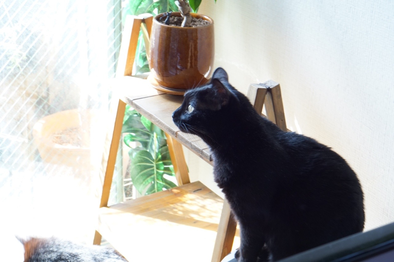 r5mus-blog:  今週の日向ぼっこ。籠が羨ましげな♂
