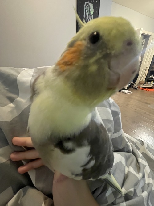 Why Is My Bird Like This. Like Bro Watchu Lookin At.