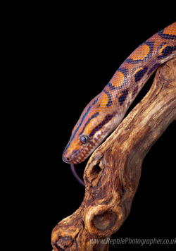 funkysafari:  Brazilian rainbow boa  by AngiWallace  