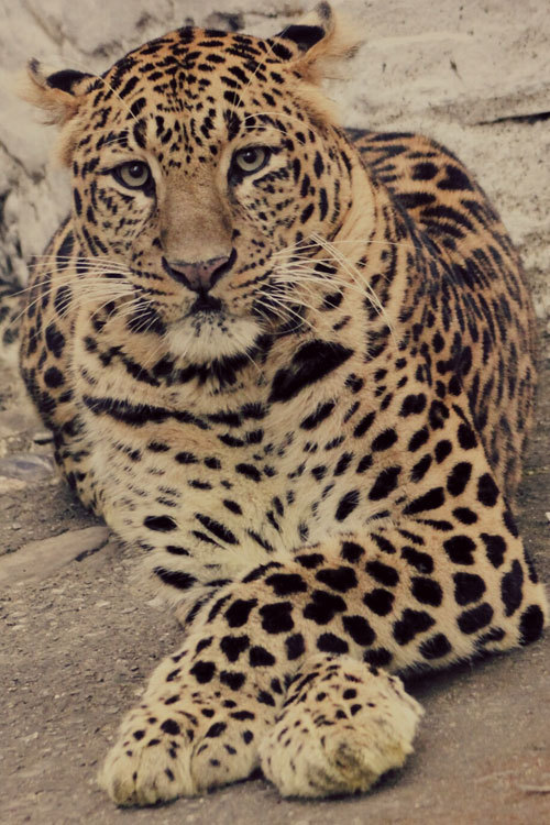 atraversso:  Magnificent  by Neeha Vaid 