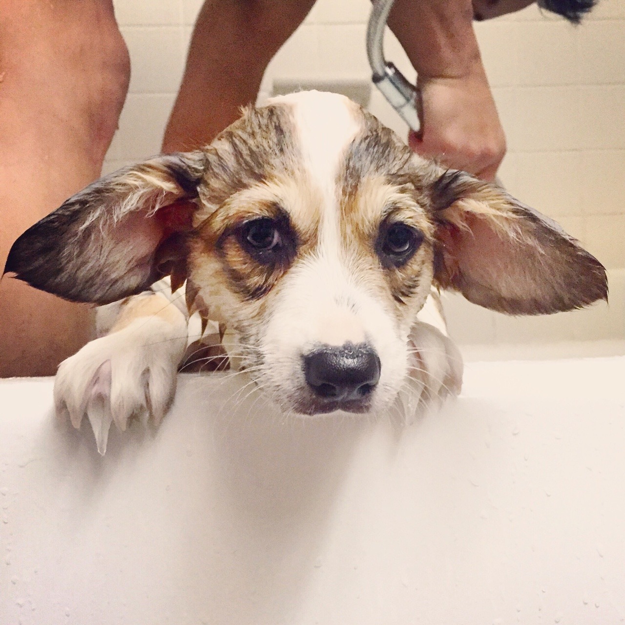 appleofmypi3213:Kira had her first bath at home last night. She wasn’t happy about