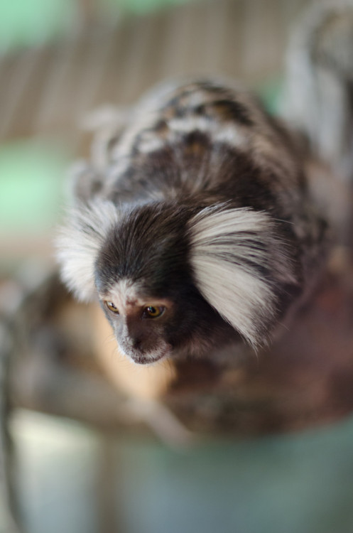 llbwwb: Common Marmoset by Dalibor Zoraja