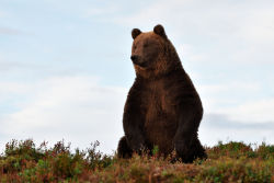 fuck-yeah-bears:  Brown bear on the hill