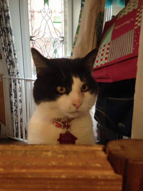 Cat of the DayThomas, from RACR Rescue, Nottingham. Click here for more info on adoption or ways to 