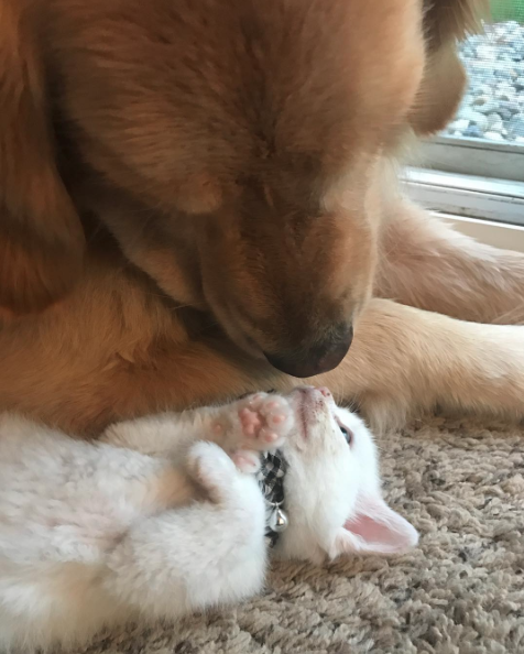 catsbeaversandducks:  Mojito The Therapy Dog And Skywalker The Deaf Kitten Best friends!