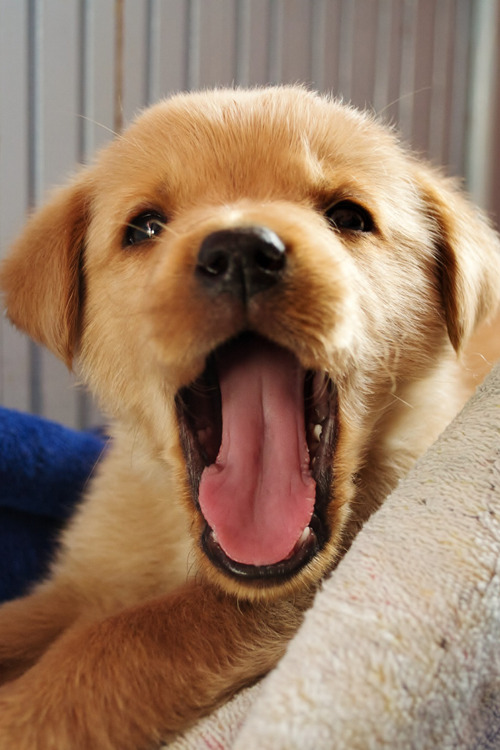 plasmatics-life:  Labrador | (by Nikola Crnogorac) 