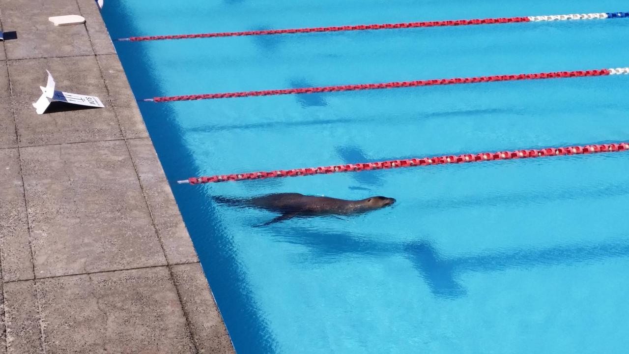 awwww-cute:  Had to evacuate the outdoor pool we were swimming in because someone