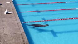 Awwww-Cute:  Had To Evacuate The Outdoor Pool We Were Swimming In Because Someone