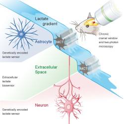 neurosciencestuff:  Lactate for Brain EnergyIn