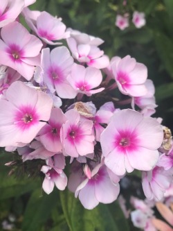 little-frosty:  Pretty pink flowers 