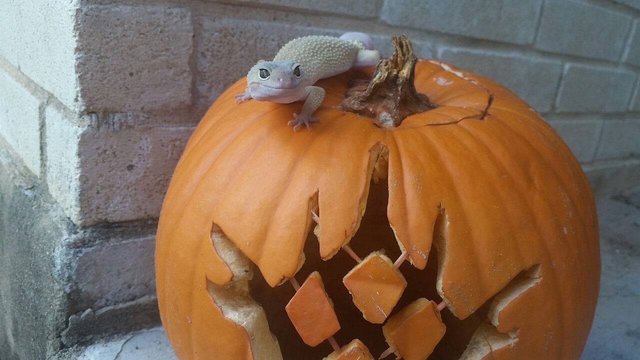 ask-cayde-6:  ask-eris-morn:  chubsthegecko:  happy halloween!! chubs is ready to