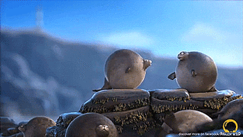 tastefullyoffensive:  If animals were round. [full video]