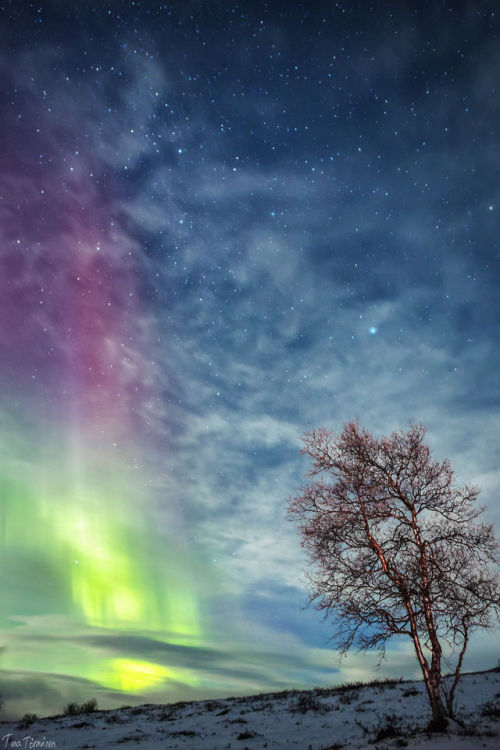 tiinatormanenphotography: Tree. Northern Lapland, Finland. 2013.  by Tiina Törmänen