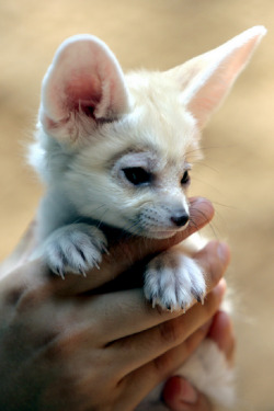 Fennec fox | by IN CHERL KIM