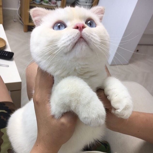 Kitten when Daddy is giving her a talking to…