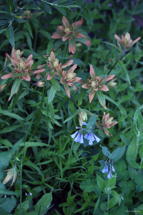 Subtleties: Pale pink Indian Paintbrush (Castilleja sp.) and Mountain Bluebells (Mertensia sp.) pres