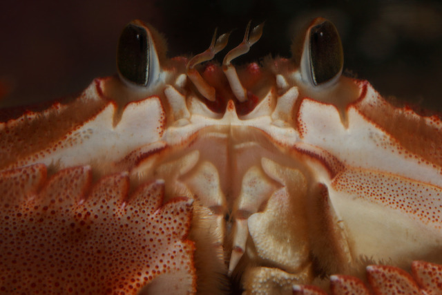 montereybayaquarium:ALTHey you! You are crab-ulous. Don’t you forget it.