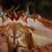montereybayaquarium:ALTHey you! You are crab-ulous. Don’t you forget it.