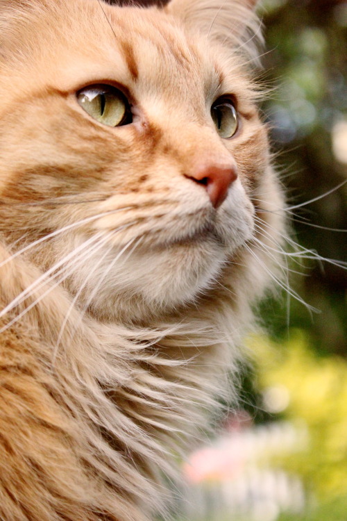 I photographed my cat, Petey, today. He’s just lovely :)