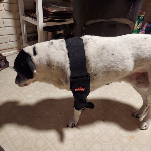 We Got Addy A Shoulder/elbow Brace For Her Injured Elbow & She Actually Seems To Like It So Far! We Think