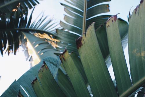  Tropical Plants Pictures Inspiration – Travel – Design. / Visual. 