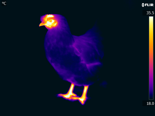 Thermal images reveal stress in chickensResearchers at the University of Glasgow are using heat came