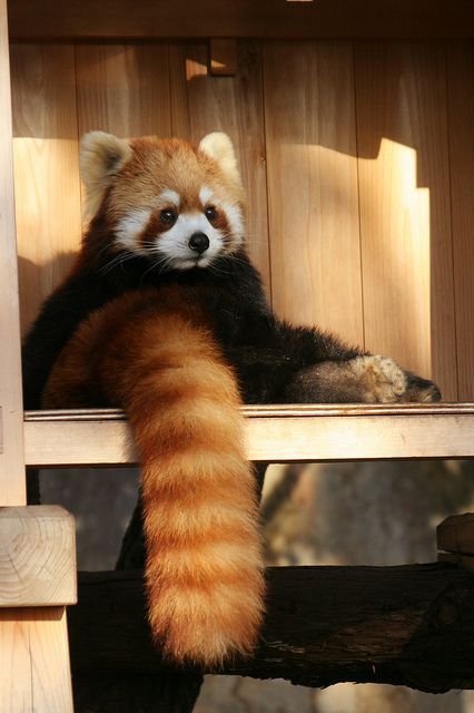 wildlife-experience:Red Pandas Time!!!