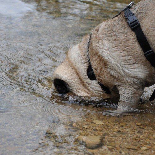 Who says pugs can&rsquo;t fish? #nutellothepug #vacation #summertime #unariver #nature #pug #dog