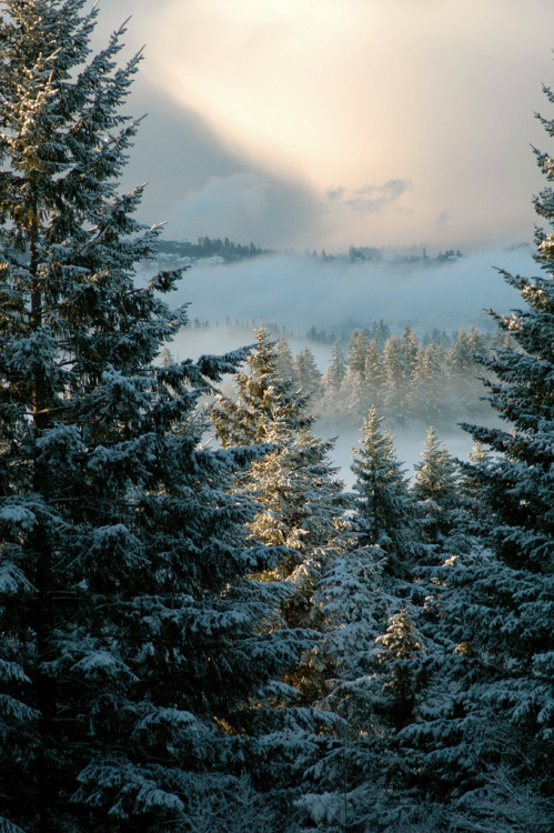 moody-nature:january snow job | By My Muffin