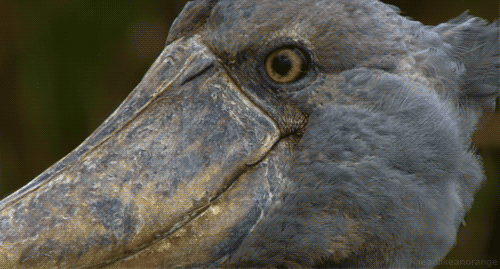 headlikeanorange:  A shoebill (Africa - BBC) adult photos