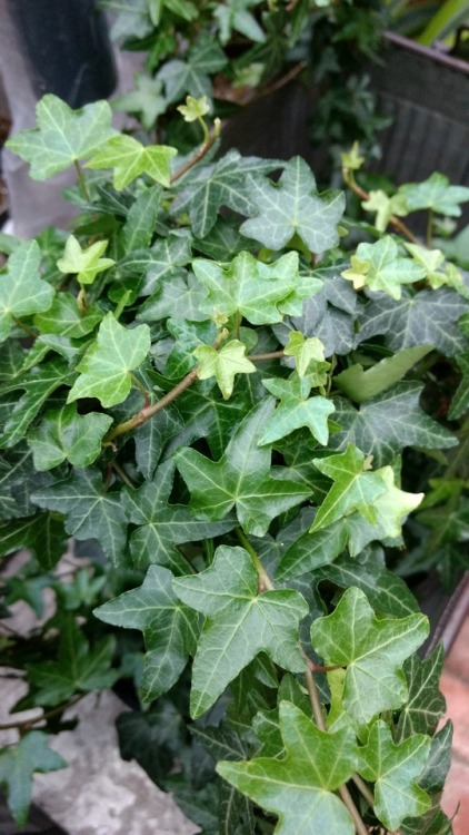 5/15/17: Hedera helix or English Ivy; flowering “vine” plant species, it can grow vertic