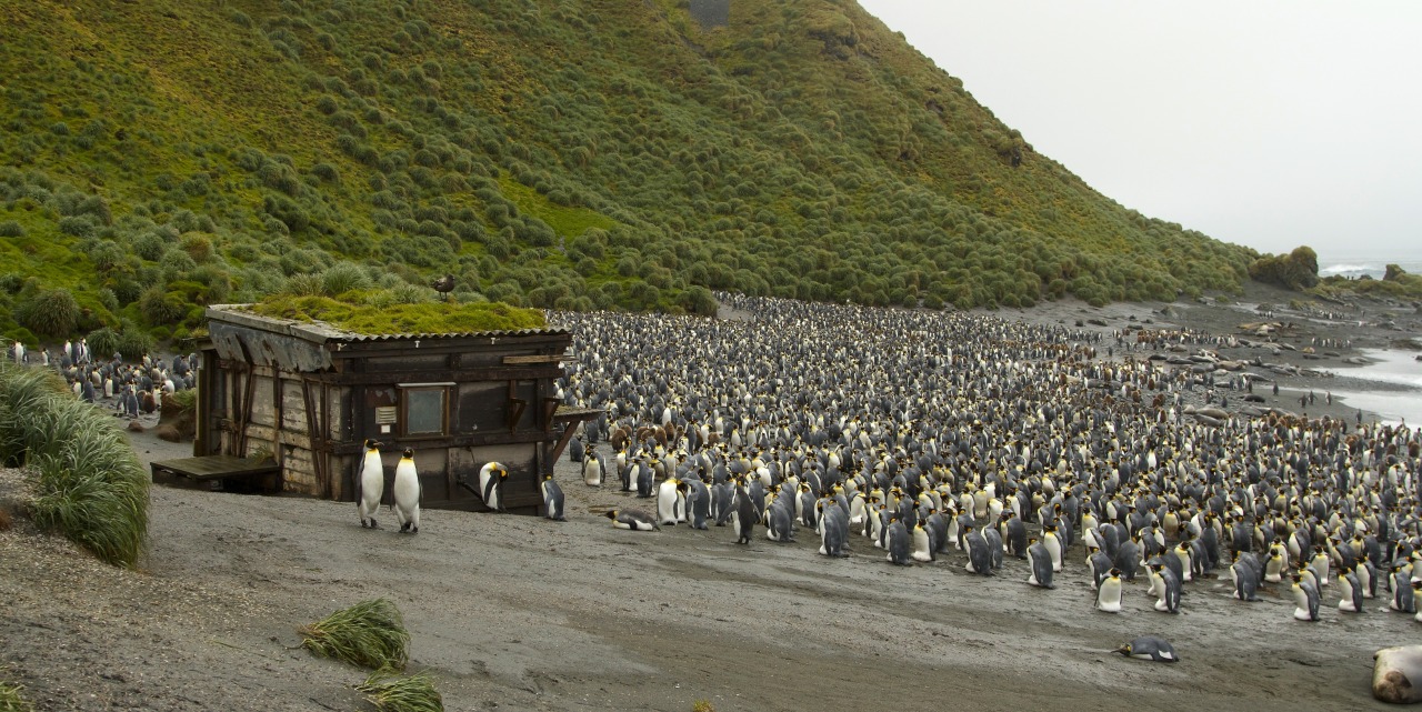 Shelter at Sandy Bay on Macquarie Island in the Southern Ocean, Tasmania
Submitted by Jeff Kauffman
“The neighbors are a bit noisy in the mornings.
”