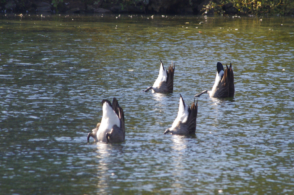 catsbeaversandducks:  &ldquo;Duck and Cover!&rdquo;  (Please click on each