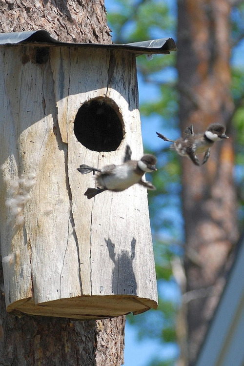 Two baby geese’s first attempt! I hope they made it safely back ;)  Source