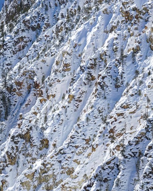 This texture of fresh snow clinging to the walls of the Grand Canyon of the Yellowstone has me obses