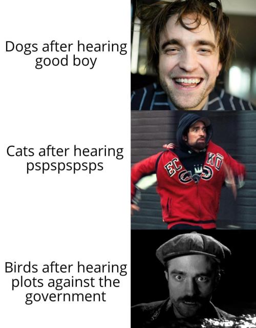 Birds hear everything.