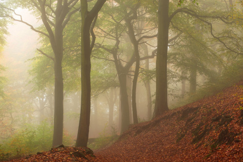 reds and greens, West Yorkshire by Simon Higginbottom