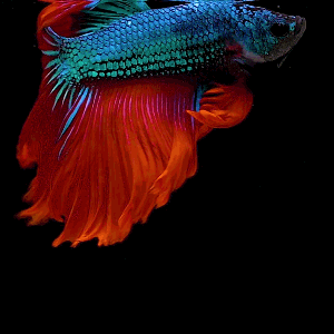 Great Aquarium Fish Gif