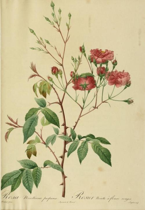 heaveninawildflower:Rose illustrations taken from ‘Les Roses’ by P. J. Redoute.Published 1824.Califo