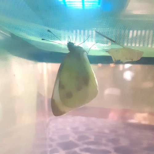 THE BUTTERFLY HATCHED!!!!  They&rsquo;re Cabbage Butterflies (Pieris rapae) which doesn&rsqu