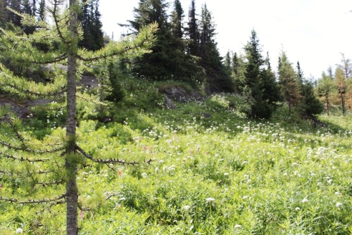 matchbox-mouse:Alpine hike at Sunshine Meadows, Alberta.