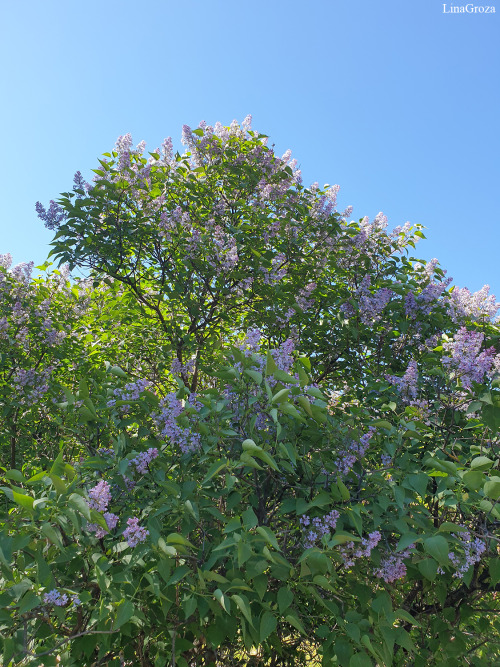 More lilac ~ Photos by Lina Groza