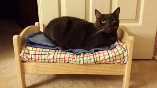 americanlibraryassoc: catsbeaversandducks: Doll Bed Is The New Box All photos via Reddit. Please cli