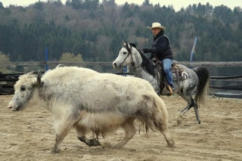 Zahims Navii 2010 grey stallion (Zid Ibn El Zahim x India) Pedigree. Mp-Stables