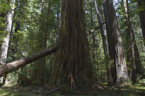 “Treehugger 3″Susie along Bull Creek. Humboldt Redwoods State park. CA. September 2015